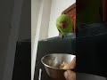 mitthu mitthu 🦜85 #parrot #talkingparot #birds #mitthumitthu #greenparrot #mithukibatain #birds #yt