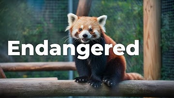 Shocking Facts About Red Pandas: What You Didn