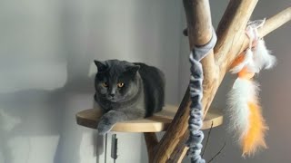 British short hair cat Sas adores the cat tree by Gorazd Zrimsek 1,165 views 3 years ago 1 minute, 54 seconds