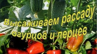 Высаживаем ОГУРЦЫ и ПЕРЦЫ в теплицу. Основные моменты(В этом видео я покажу, как мы высаживаем ПЕРЦЫ и ОГУРЦЫ в теплицу. Мой папа поделится информацией, как увели..., 2013-05-18T18:12:01.000Z)