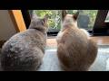 【猫のいる暮らし】仲良くお庭を眺める兄妹猫