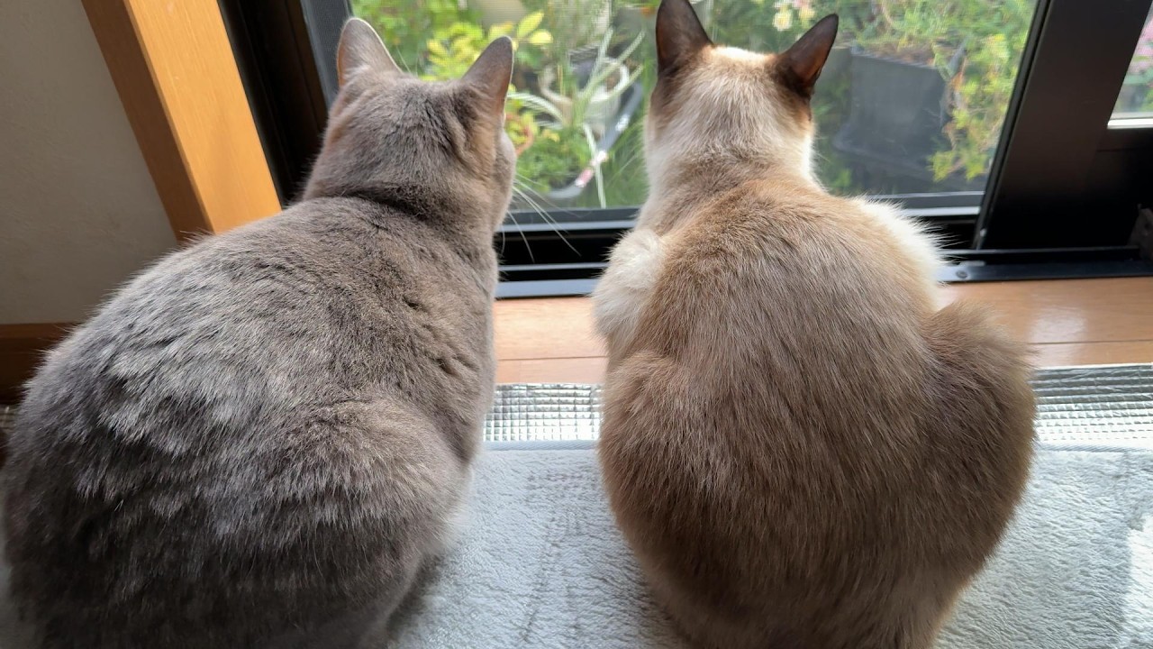 【猫のいる暮らし】仲良くお庭を眺める兄妹猫