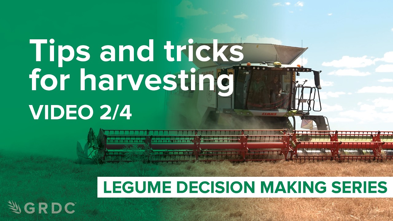 Legume harvesting (lentils): Tips and tricks for growers