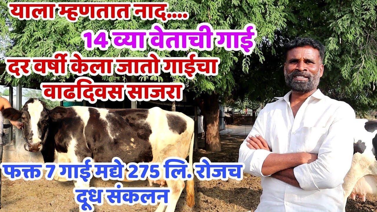 चक्क!14 व्या वेताची गाई।दर वर्षी करत आहे गाईचा वाढदिवस।7 गाई मद्ये घेतल होत 275 पर्यंत लि.दूध संकलन।