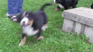 David Yoder's Bernese Mountain Dog Puppies