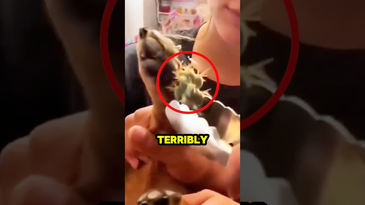 Крики этой собаки привели к шокирующему открытию на её лапе. 😱💀🙏 