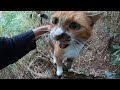 山奥ではぐれた父と娘猫が再会するとこうなります