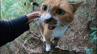 山奥ではぐれた父と娘猫が再会するとこうなります