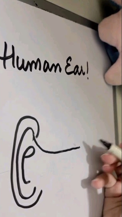 Easy way to draw human ear 👂#youtubeshorts #humanear #bodyorgans #generalknowledge
