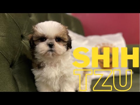 Video: Köpeğiniz “Zoomies” Alıyor mu? İşte Ne İfade Ediyor?