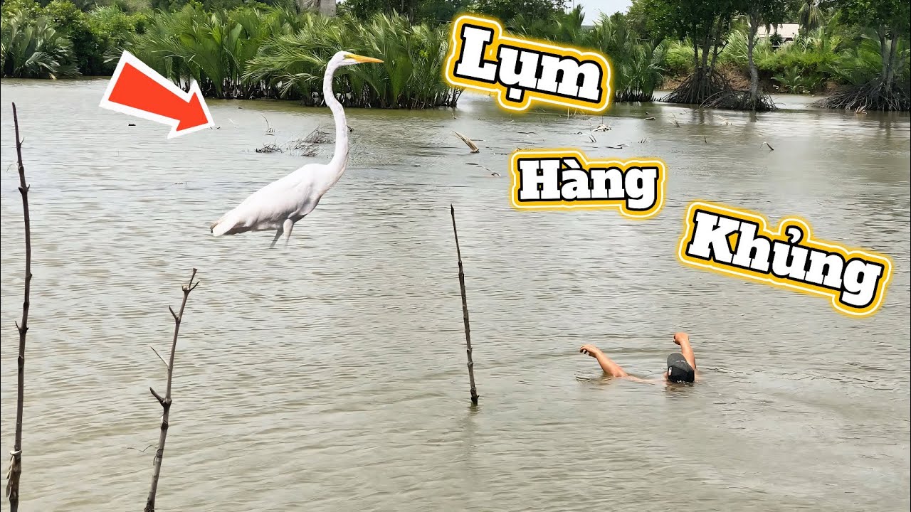 Lâu Lâu Săn Được Chú Cò Ngàn Khủng Đi Lụm Cũng Thấy Mệt || Tiến Đạt SlingShot