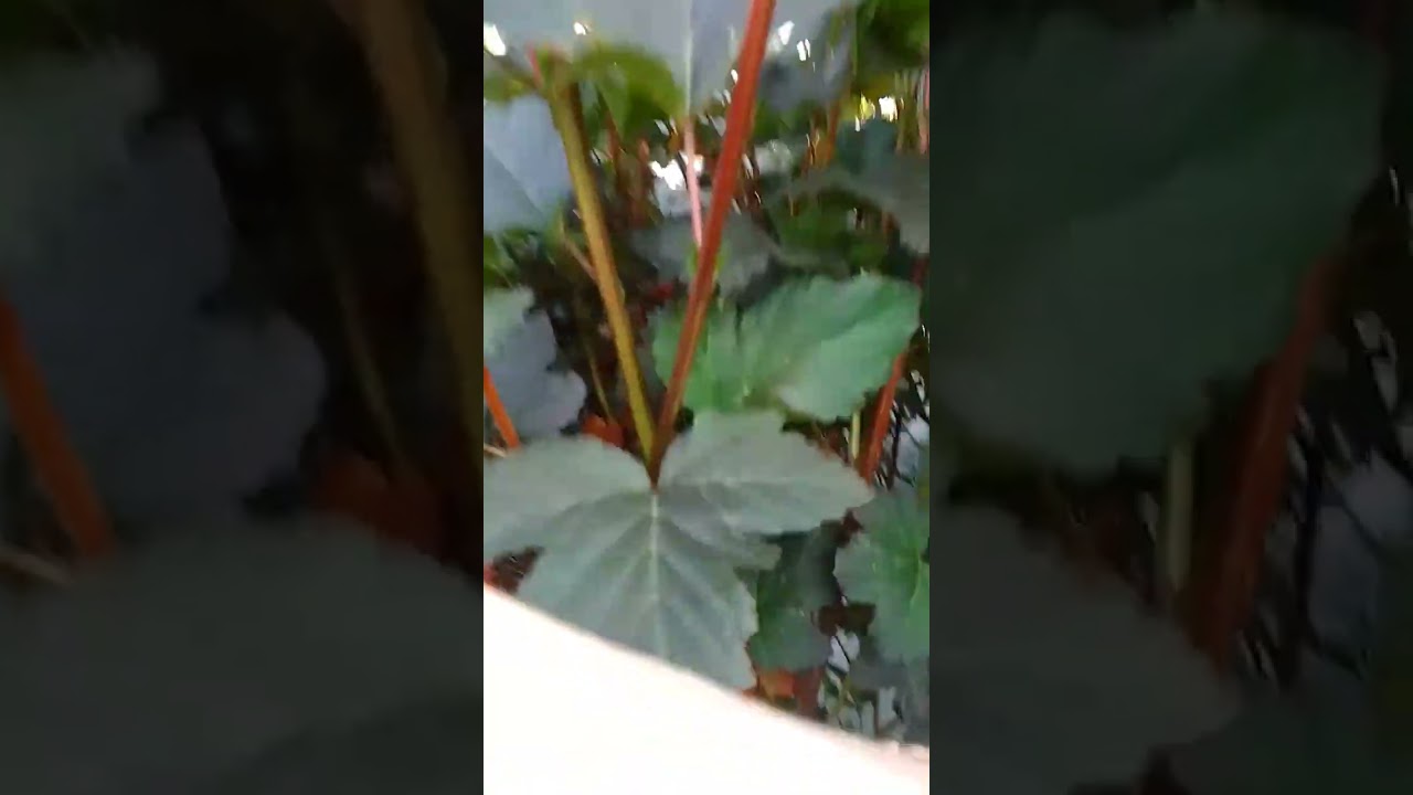 гнездо в кустах 🗿✨