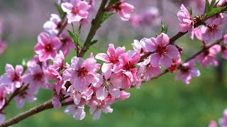 Волшебная мазь. Применение. Волшебная мазь. Применение.