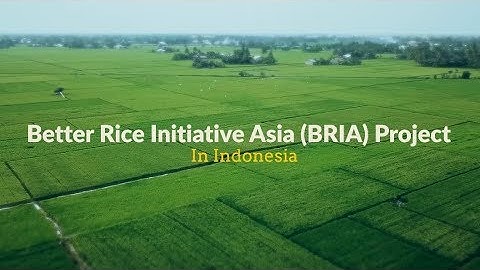 Better Rice Initiative Asia in Indonesia