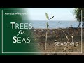 TreesForSeas Season 2 - AstilleroVerde