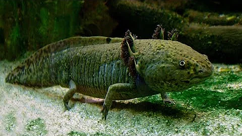 The Axolotl: More Common in Captivity