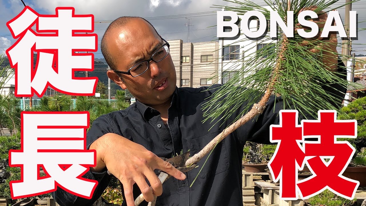 Bonsai made from seeds] Timing and safe way to cut long branches