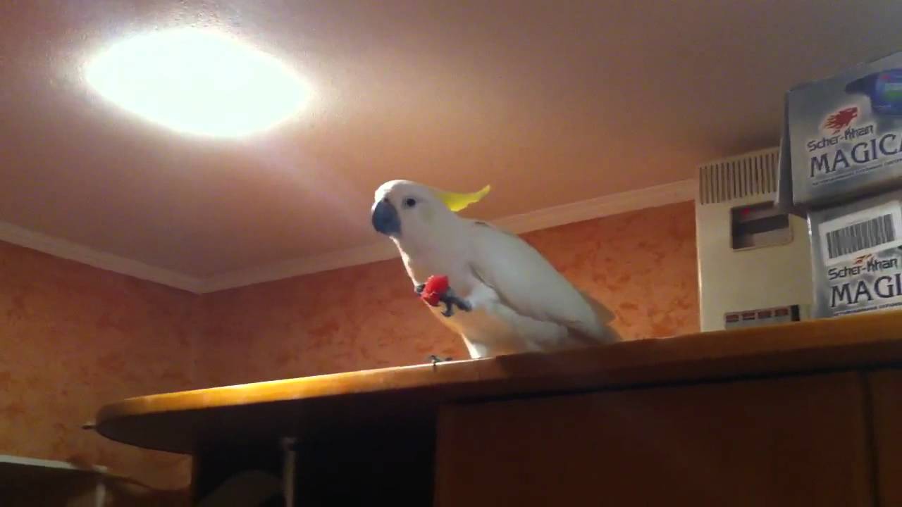 Какаду кушает арбуз