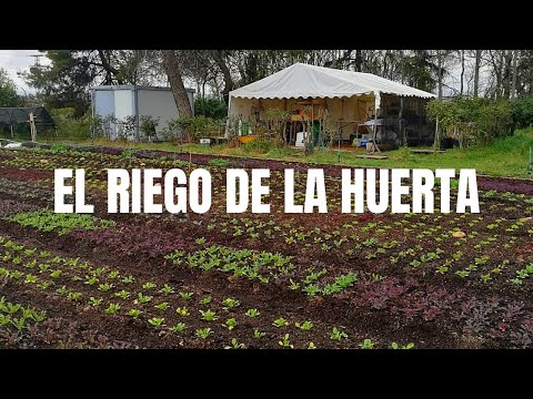 Vídeo: Com Cultivar Síndries