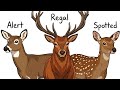 Every Deer Explained in 45 Minutes
