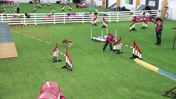 International Agility Training Week - Connection to the hand - preview