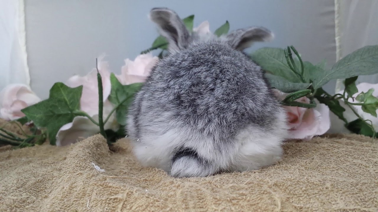 うさぎ種類 ホーランドロップ チンチラカラー 仙台市でうさぎをお探しなら Youtube