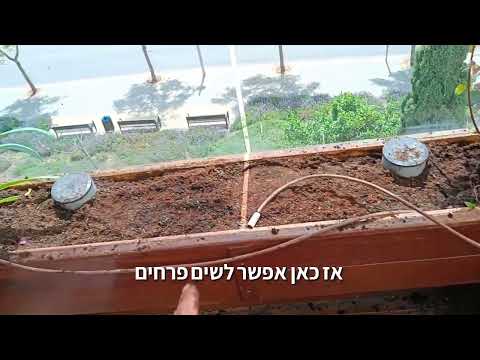 חיתוך שורשים והקטנת נוף לחידוש צמחים ותיקים באדניות