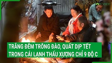 Trắng đêm trông đào, quất dịp Tết trong cái lạnh thấu xương chỉ 9 độ C