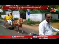TDP Leader Chintamaneni rides Horse cart to Praja Chaitanya Yatra