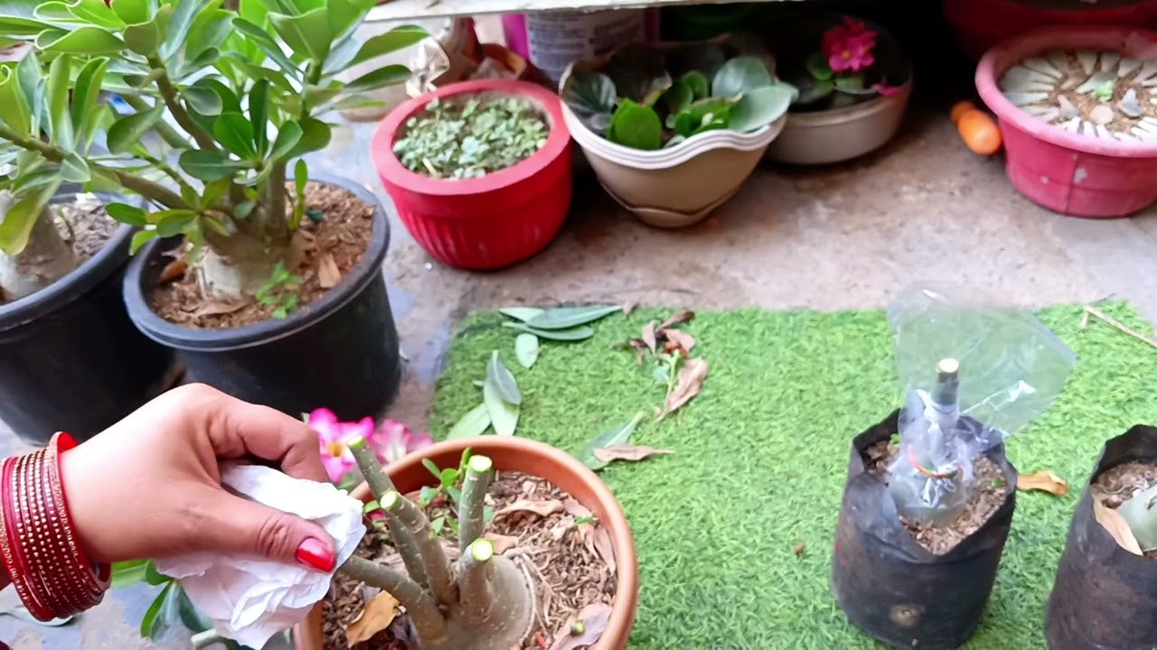 अडेनियम की ग्राफ्टिंग करें बिल्कुल आसान तरीके से ll how to graft adenium plant ll