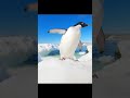 Adélies land on shore — a clean exit from the sea 🐧 #antarctica #penguin #wildlife #nature #animal