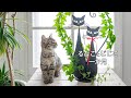 【猫】山で拾った猫 るなこ成長記録 先住猫ジジ子と会って一か月
