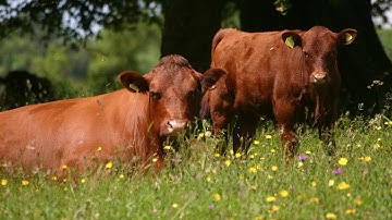 An introduction to Conservation Grazing of Meadows  Part 2