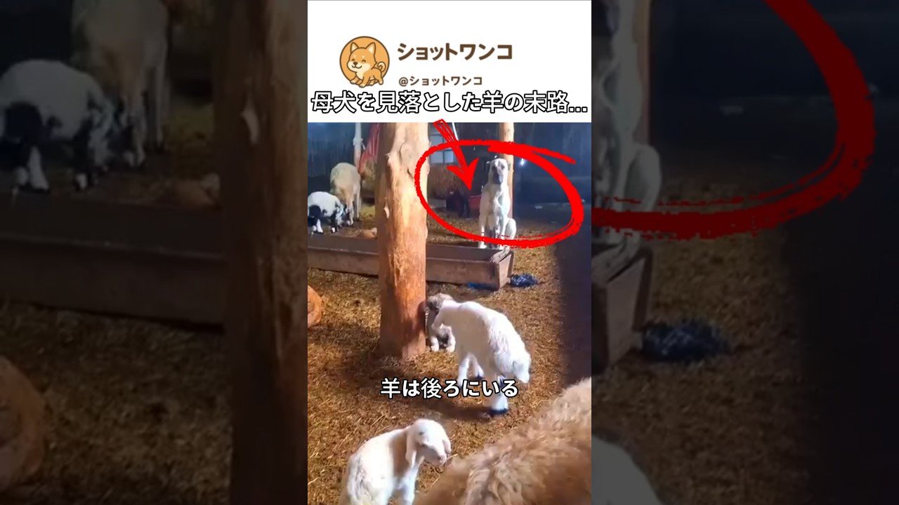 母犬を見落とした羊の末路…