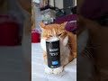 龍泉洞珈琲 ブラック　261003　 #cat #のせ猫 #cute　 #ねこ　 #猫のいる暮らし #龍泉洞珈琲