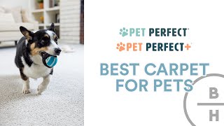 The Very Best Carpet for Pets! Shaw Pet Perfect