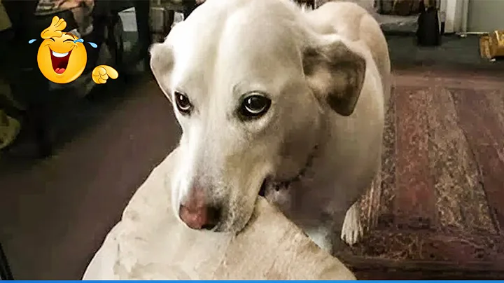 Video 10880891: laugh funniest cats, cat animals laugh, dog compilation