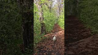 sundays #dogwalk #walking #netherlands