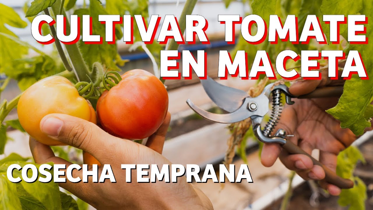 Cosecha temprana de Tomates y su cultivo en macetas. - YouTube