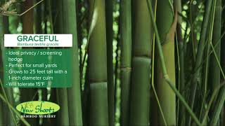 Graceful Bamboo - Bambusa Textilis Gracilis