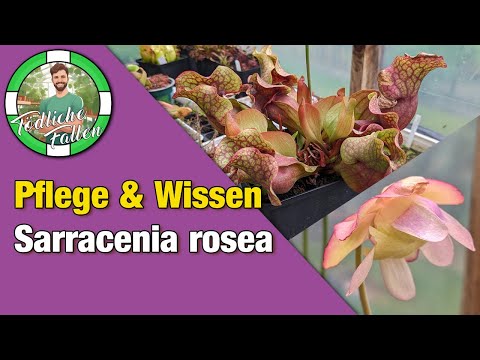 Wissen: Pflegehinweise Sarracenia rosea (ehemals var. burkii) | fleischfressende Pflanzen