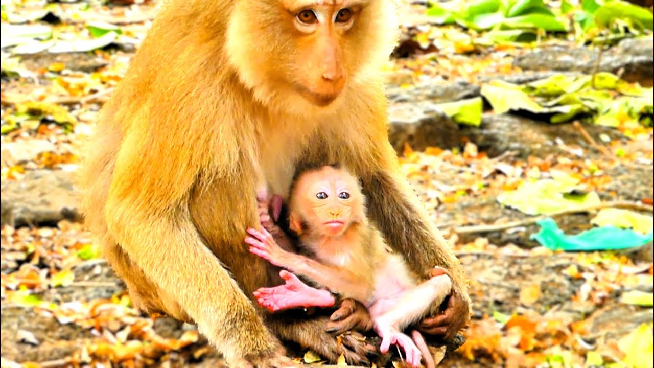 Little Baby Monkey Looks So Friendly to Humans