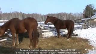 животные телята кони овцы животные телята кони овцы