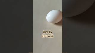 端午節正午立蛋~Dragon Boat Festival egg balancing at noon.