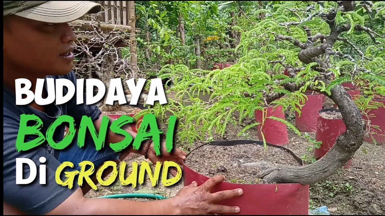 Review budidaya Bonsai di ground 