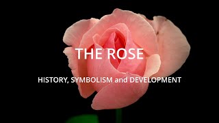 Rose History Development and Symbolism