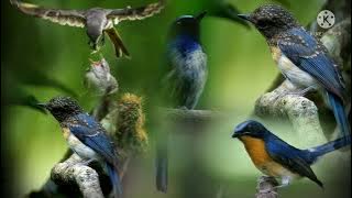 suara pikat segala jenis burung sikatan/teledekan ribut