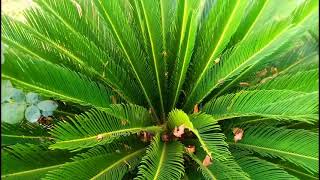 How to care Kangi Palm Plant Sago Palm Cycus Plant Price,types and how to grow it
