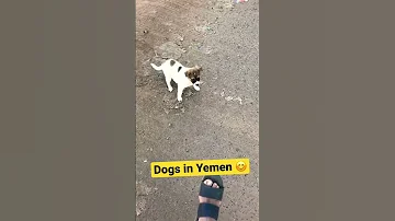 Beautiful Puppy In Yemen Viral ترند السعودية اليمن قطر مصطفى المومري الارجنتين السعودية الا 