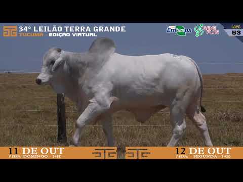 LOTE 053